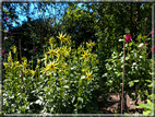 foto Giardini Trauttmansdorff - Paesaggi dell'Alto Adige